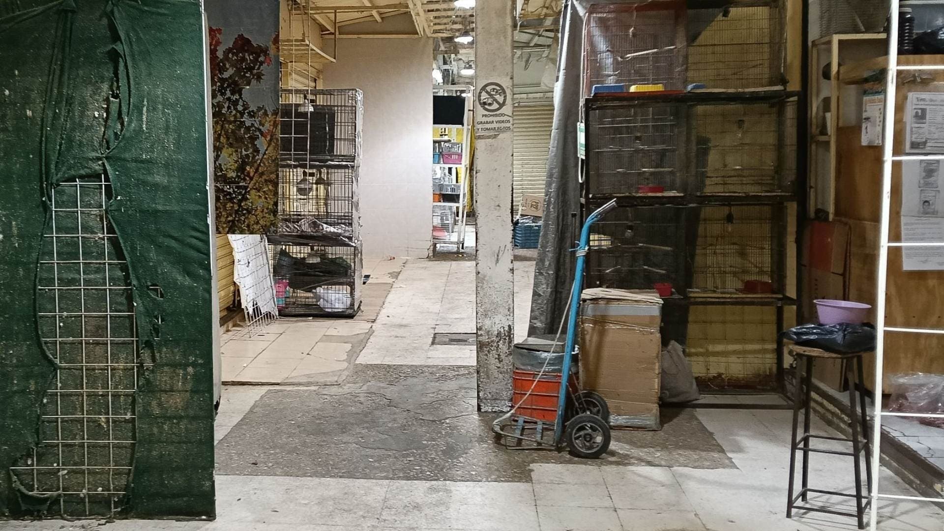 Cierran Locales de Venta de Animales Vivos en el Mercado de Sonora; Problema Persiste en CDMX
