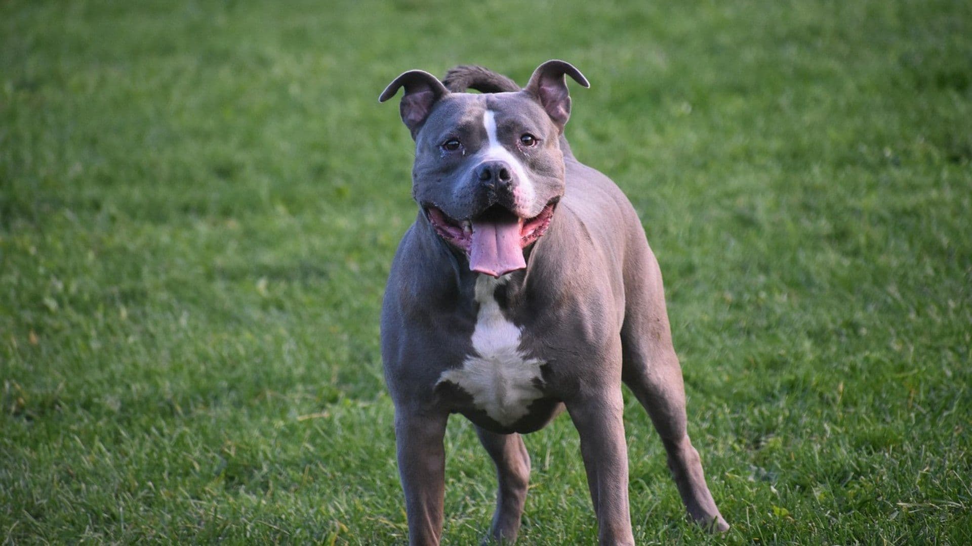 Muere Menor de 5 Años en Fresnillo, Zacatecas Tras Ser Atacado por Perro Pitbull