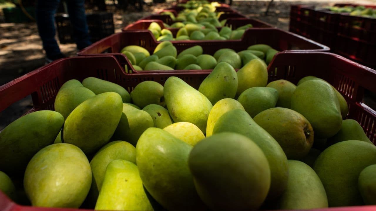 A 60 Años del Mango Ataulfo en El Soconusco, Chiapas