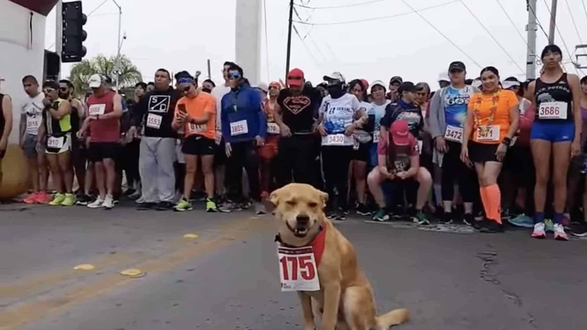 'El Chicles' Vuelve a Correr en Tijuana ¡y Hasta le Dan Número!