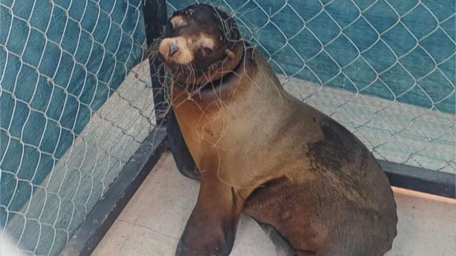 Rescatan a Lobo Marino en San Carlos, Sonora; Estaba Atrapado en Una Red