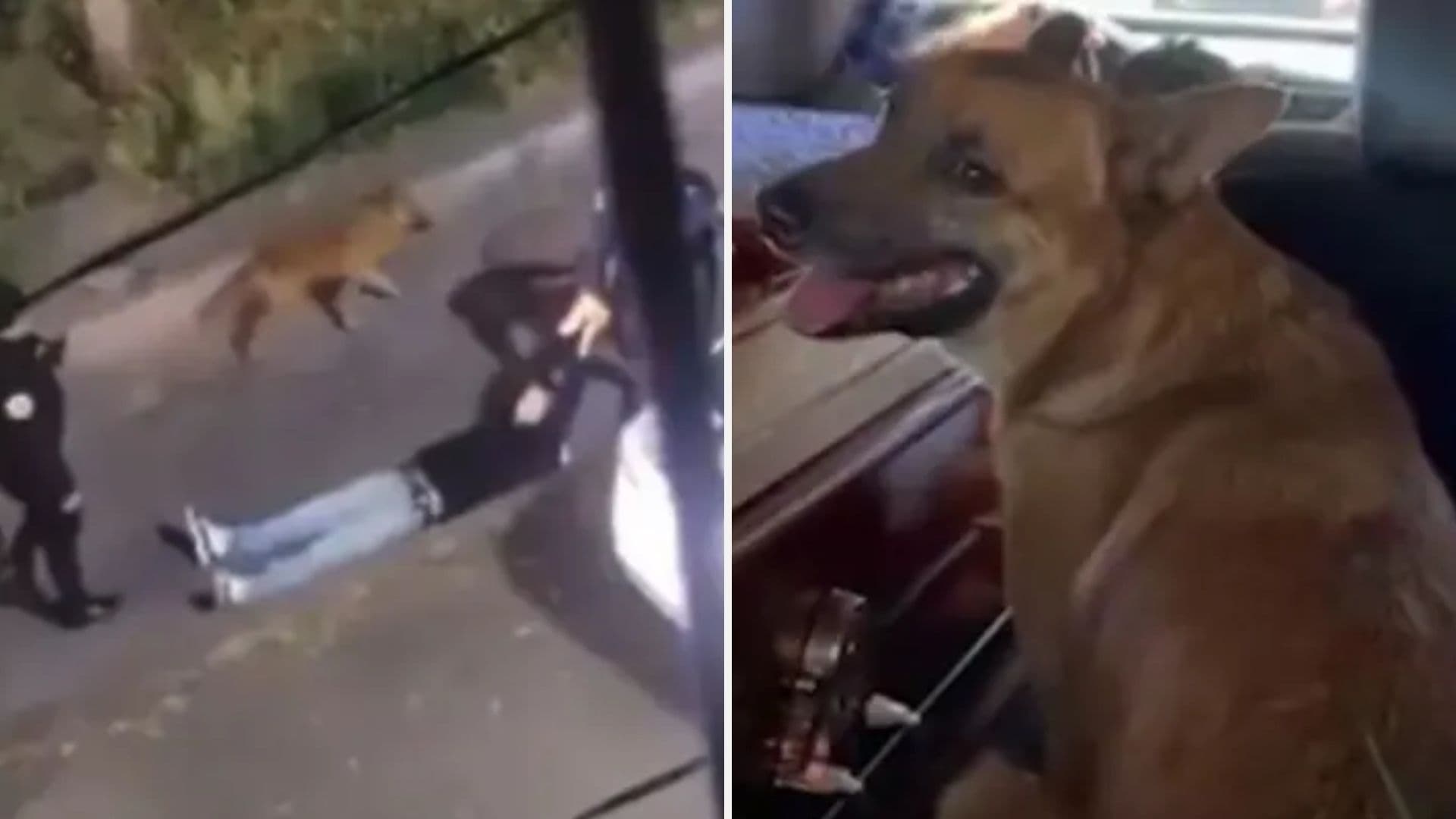 Envenenan a ‘Cabo”, Perro que Defendió a Erick Omar, Joven Hallado Muerto tras Detención en CDMX