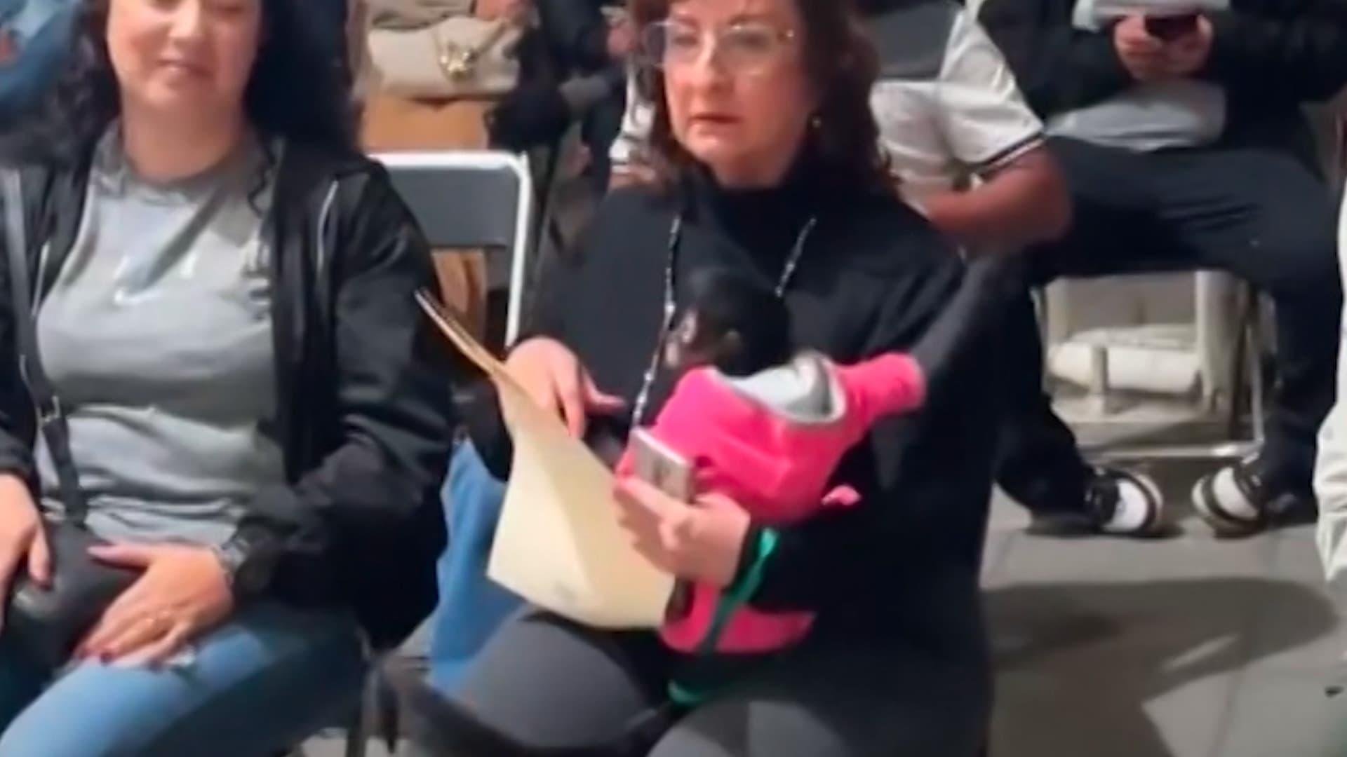 Profepa Denuncia Posesión Ilegal del Mono Araña que Fue Agredido por Regidora de Ocotlán