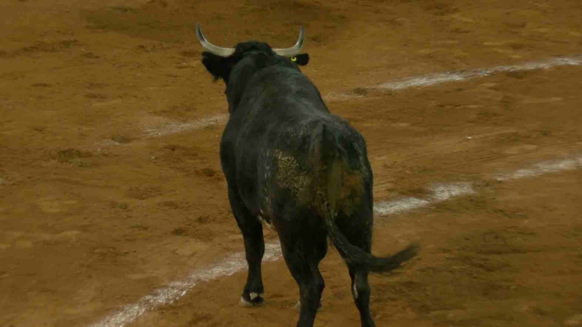 Permanece Grave una Persona tras Ataque de Toro en Pedro Escobedo; Esto Sabemos