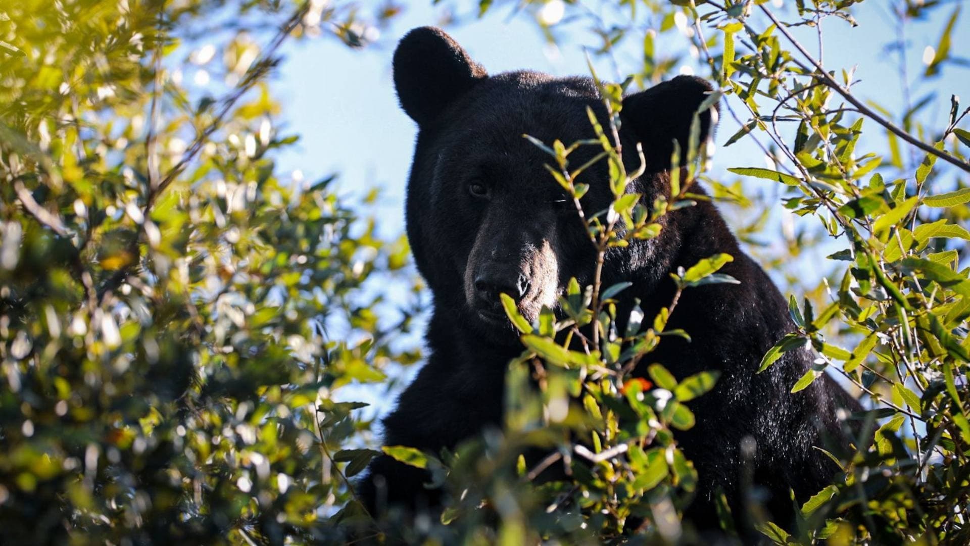 Moviliza Reporte de Oso Arriba de Árbol en Colonia Ciudad Satélite en Monterrey