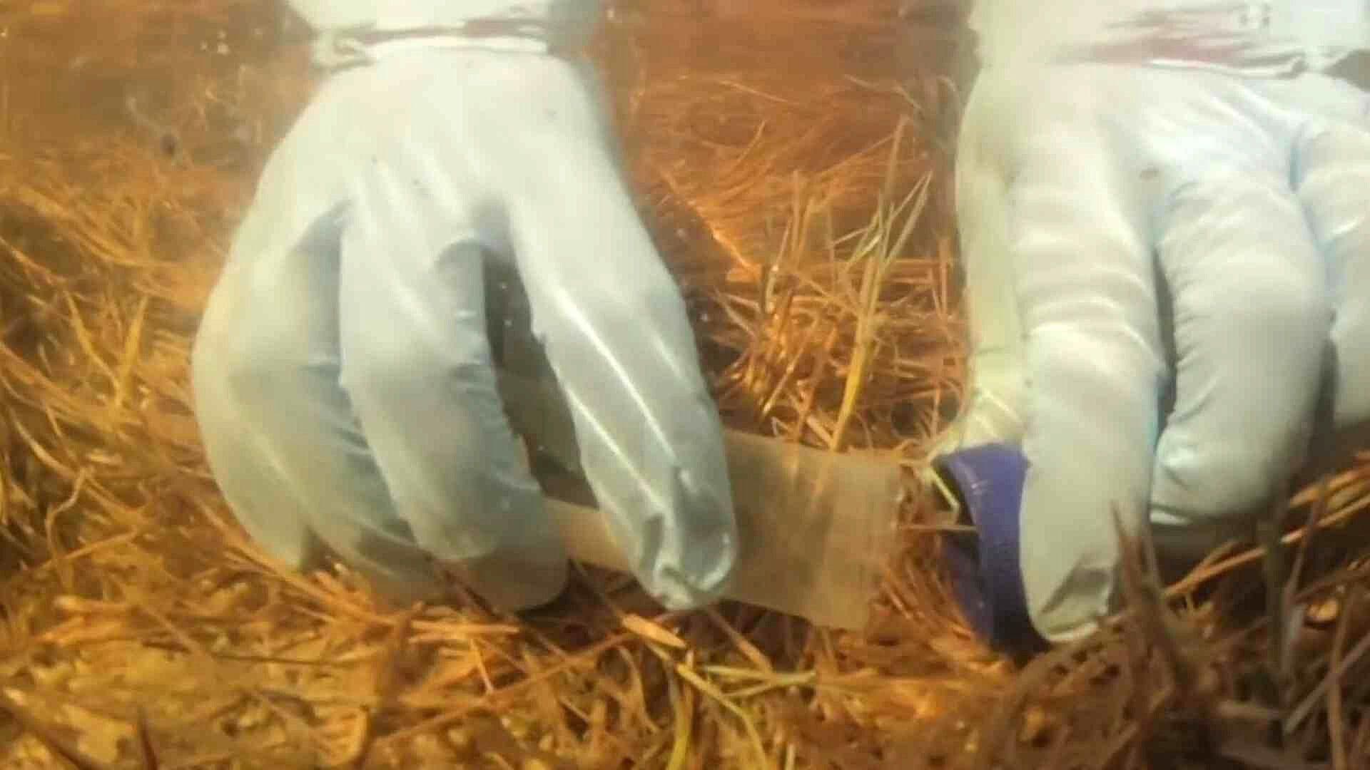 Cuatro Ciénegas, Fuente de Nueva Generación de Antibióticos
