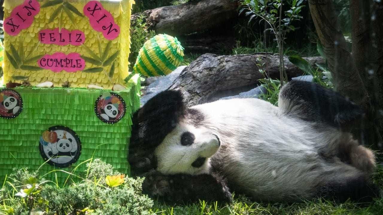 Galería | Celebran el Cumpleaños 33 de Xin Xin, el Panda de Chapultepec