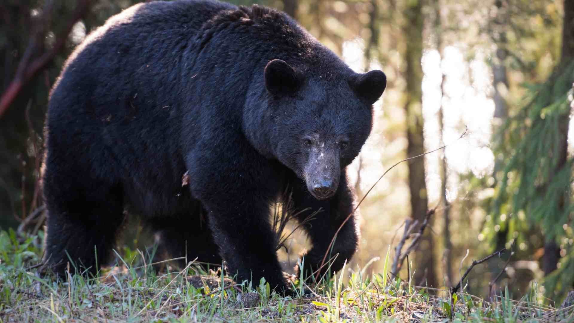 Captan en Video a Oso Negro en Bosques de la Sierra Gorda Queretana
