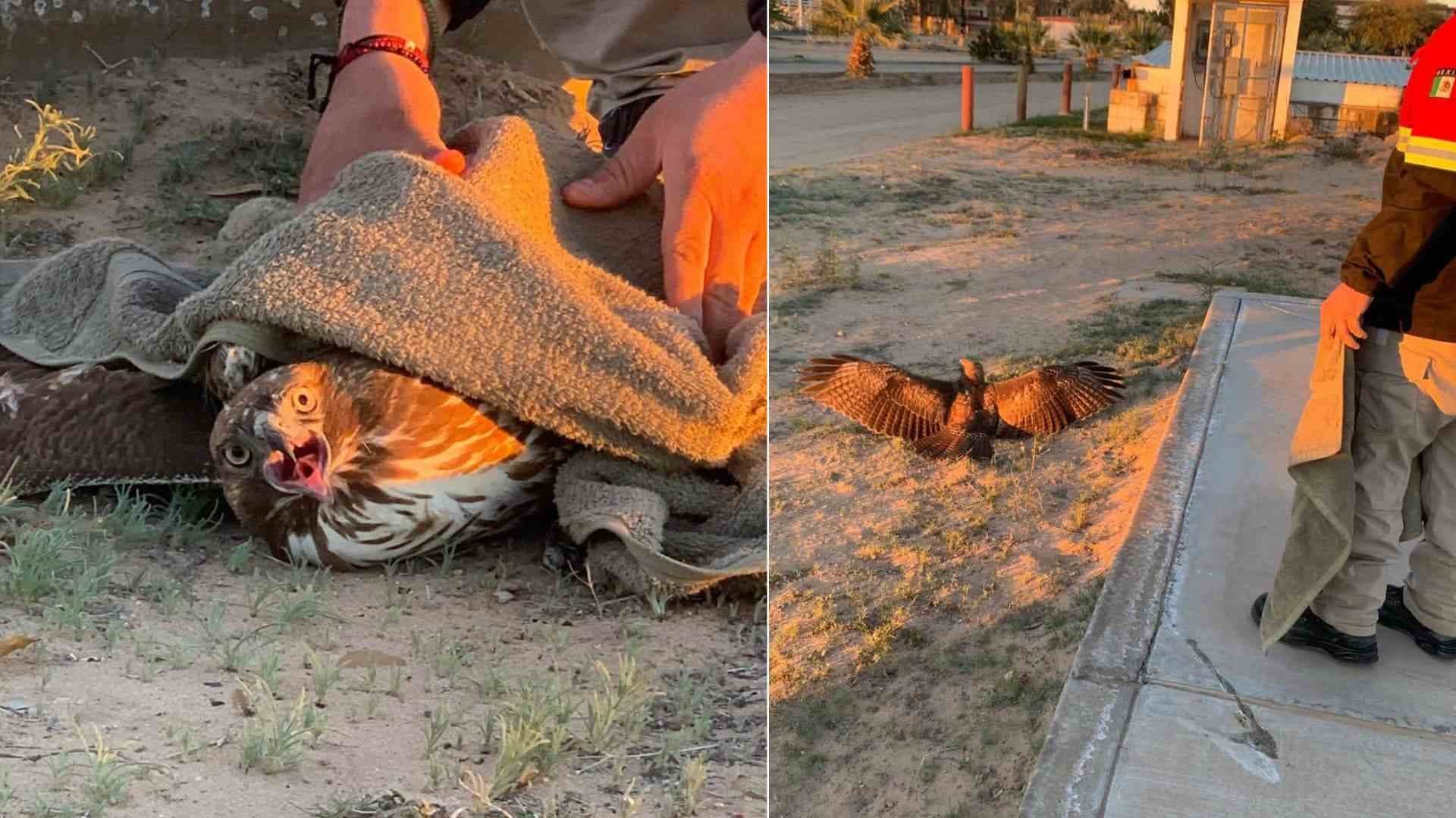 Muere Águila Real Rescatada en Campo de Fútbol Americano de la UES en SLRC en Sonora
