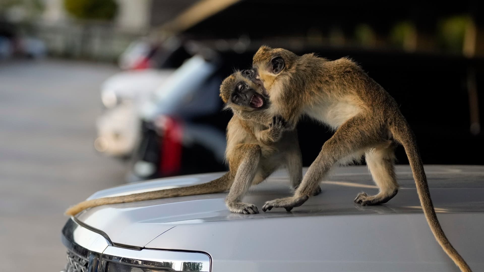 Monos Escapan en Missouri, Pero Imágenes Hechas con IA Complican su Captura