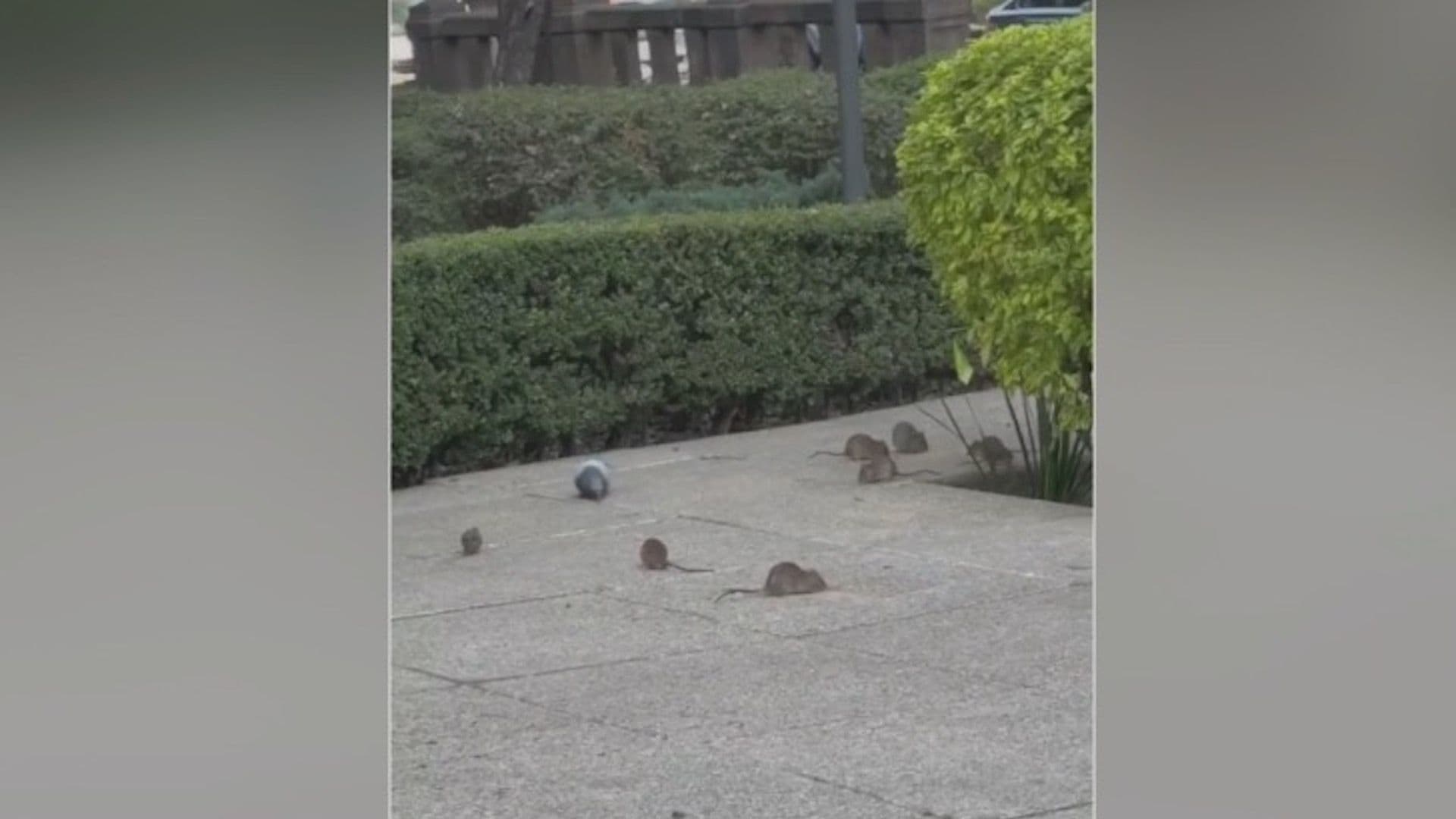 Denuncian Plaga de Ratas en los Camellones del Paseo de la Reforma en la Colonia Juárez