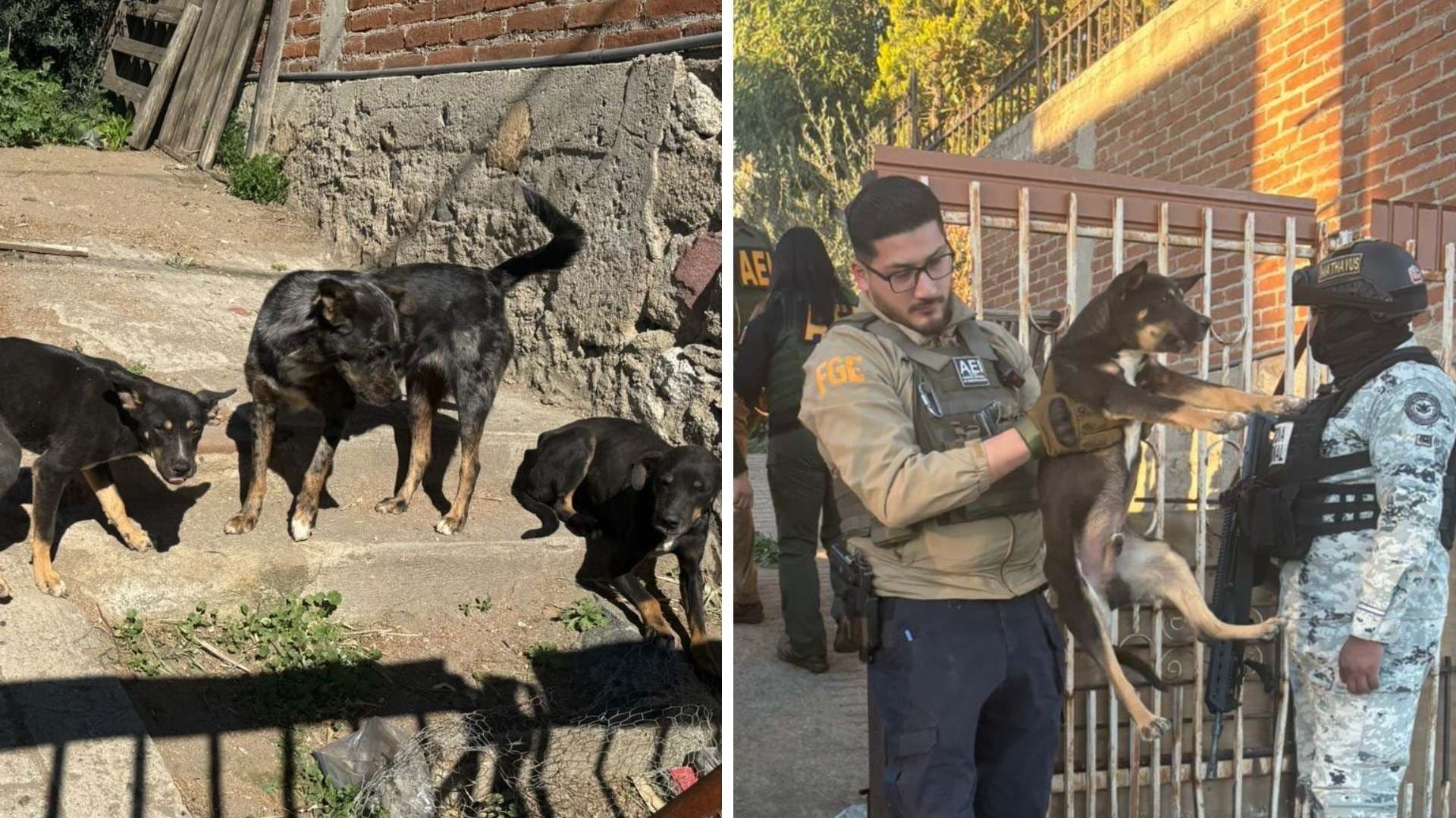Rescatan a Tres Perros en Condiciones Extremas de Abandono tras Cateo en Predio de Tecate