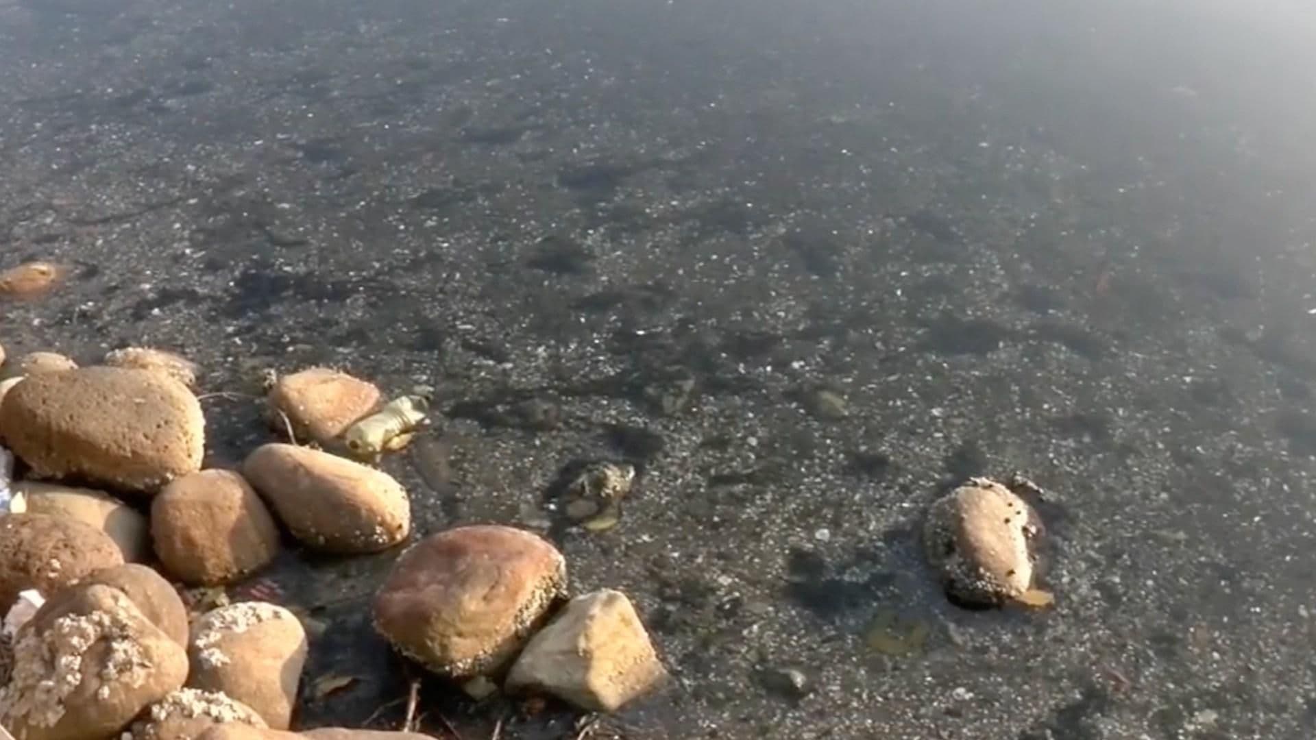 El Canal de la Cortadura Registra Bajos Niveles de Agua