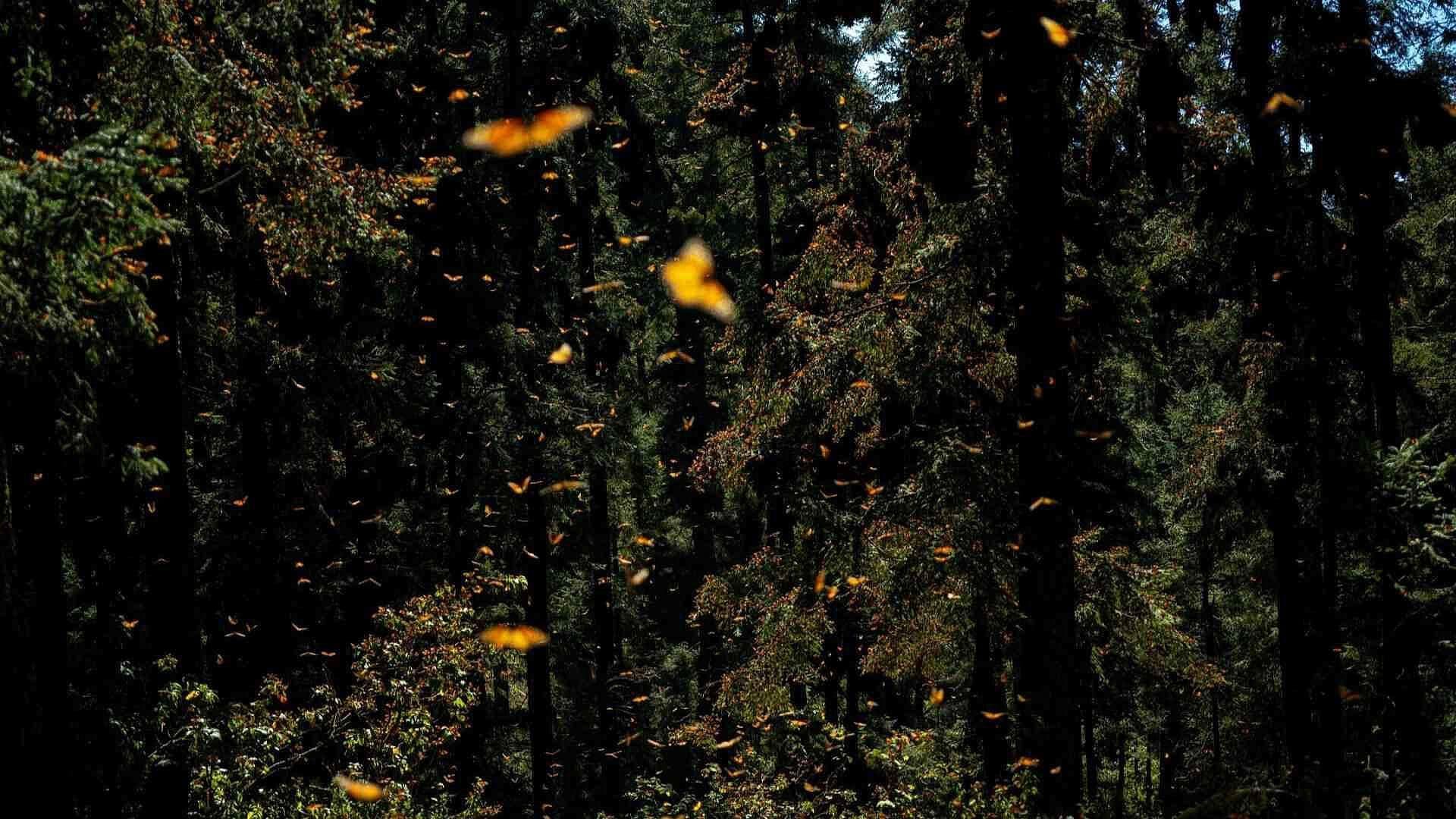 ¿Cómo Afecta el Cambio Climático a los Santuarios de la Mariposa Monarca?