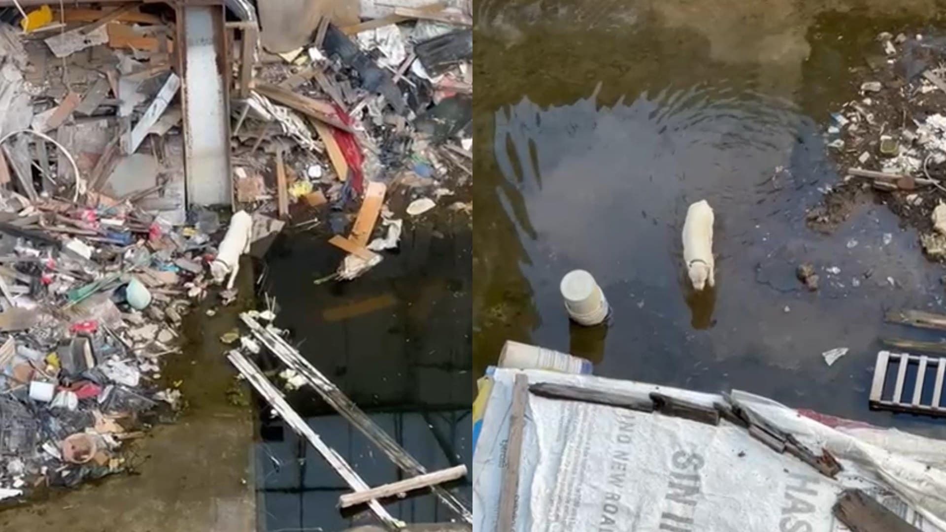 Rescatan a Luna, Perrito que Vivía entre Escombros y Basura en la Roma Sur, CDMX