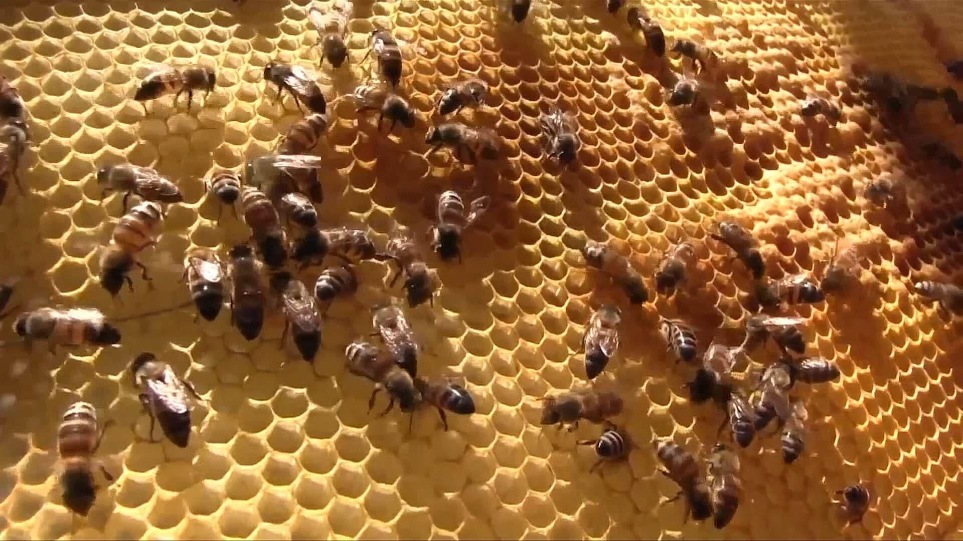 Miel de Abeja Melipona: Mujeres Mayas Preservan Tradición y Especie Amenazada