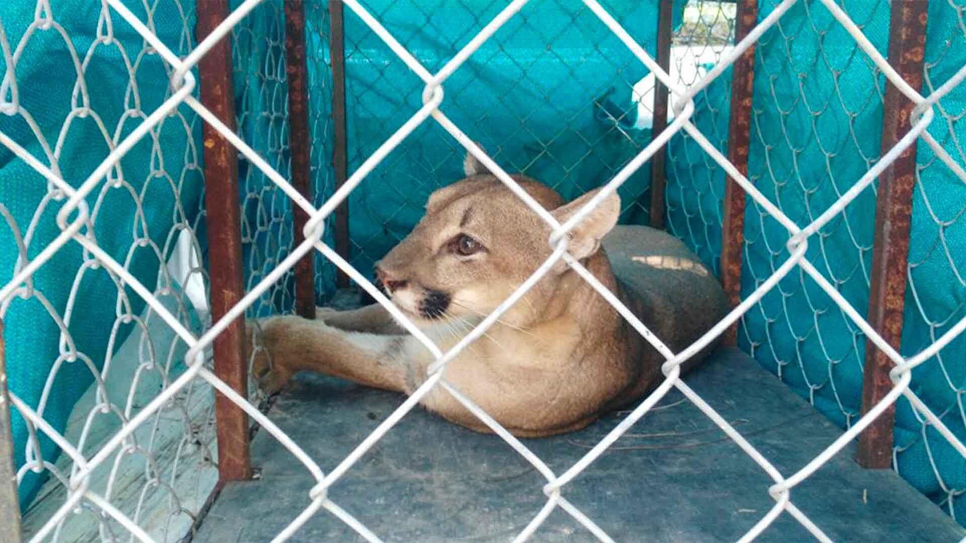 Puma Ataca a Dos Campesinos en Jaumave