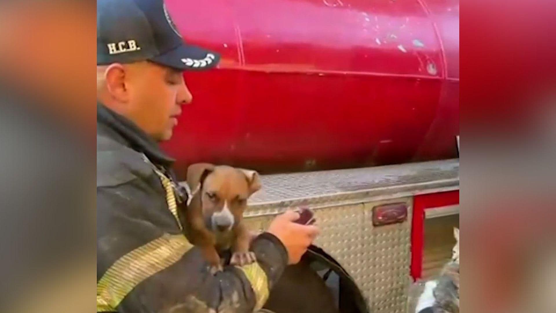 Rescatan a Perros y Gatos luego de Incendio en Bajopuente de CDMX