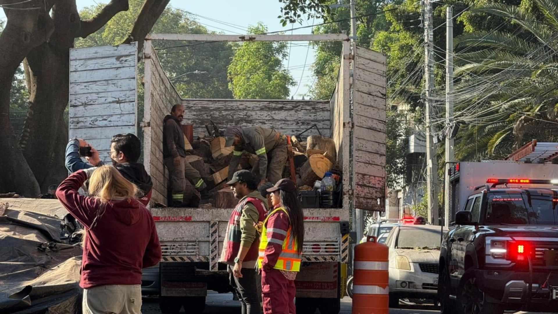 Cae Árbol en la Colonia Portales Luego de Fuerte Sismo que Se Sintió en CDMX