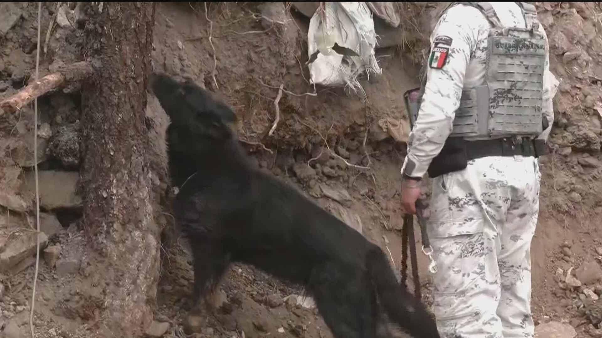 Hallan Nuevo Elemento Óseo en Búsqueda de la Joven Pamela Gallardo