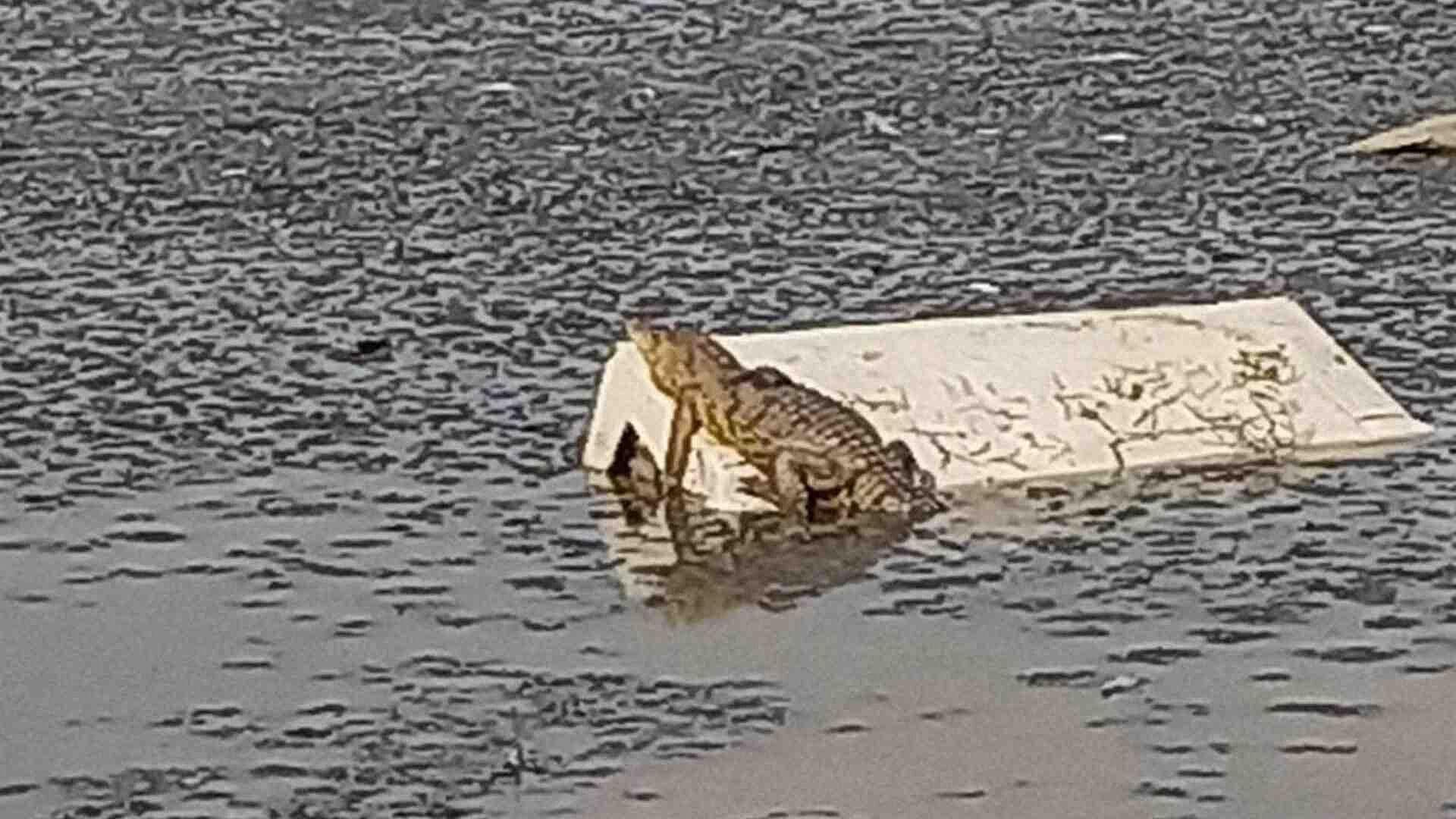 Vecinos de Izcalli Reportan Avistamiento de Cocodrilo en Laguna de La Piedad