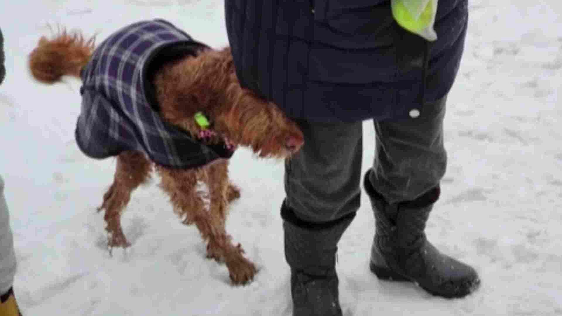 Bombero Rescata a Perrito que Cayó en Río Congelado