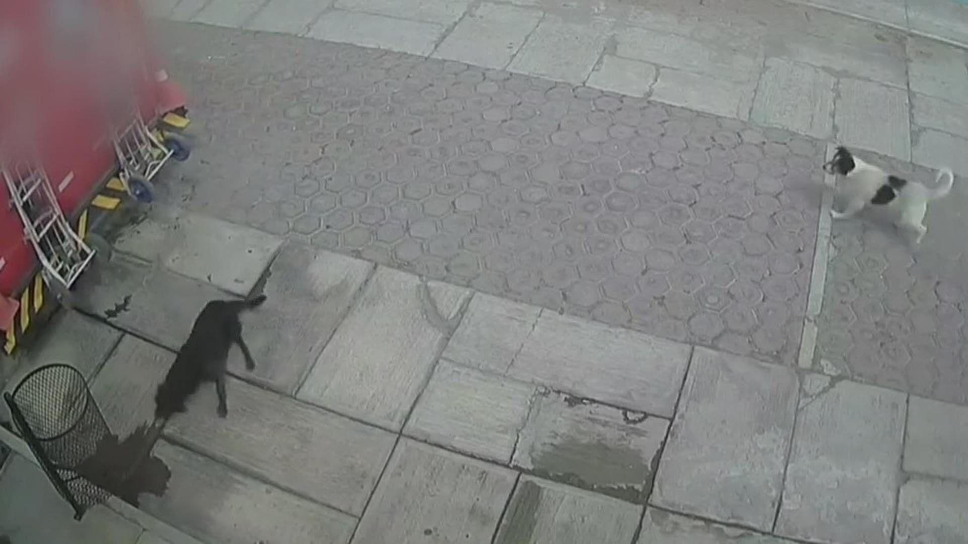 Camión Repartidor de Refrescos Atropella a Perrito en Huamantla, Tlaxcala