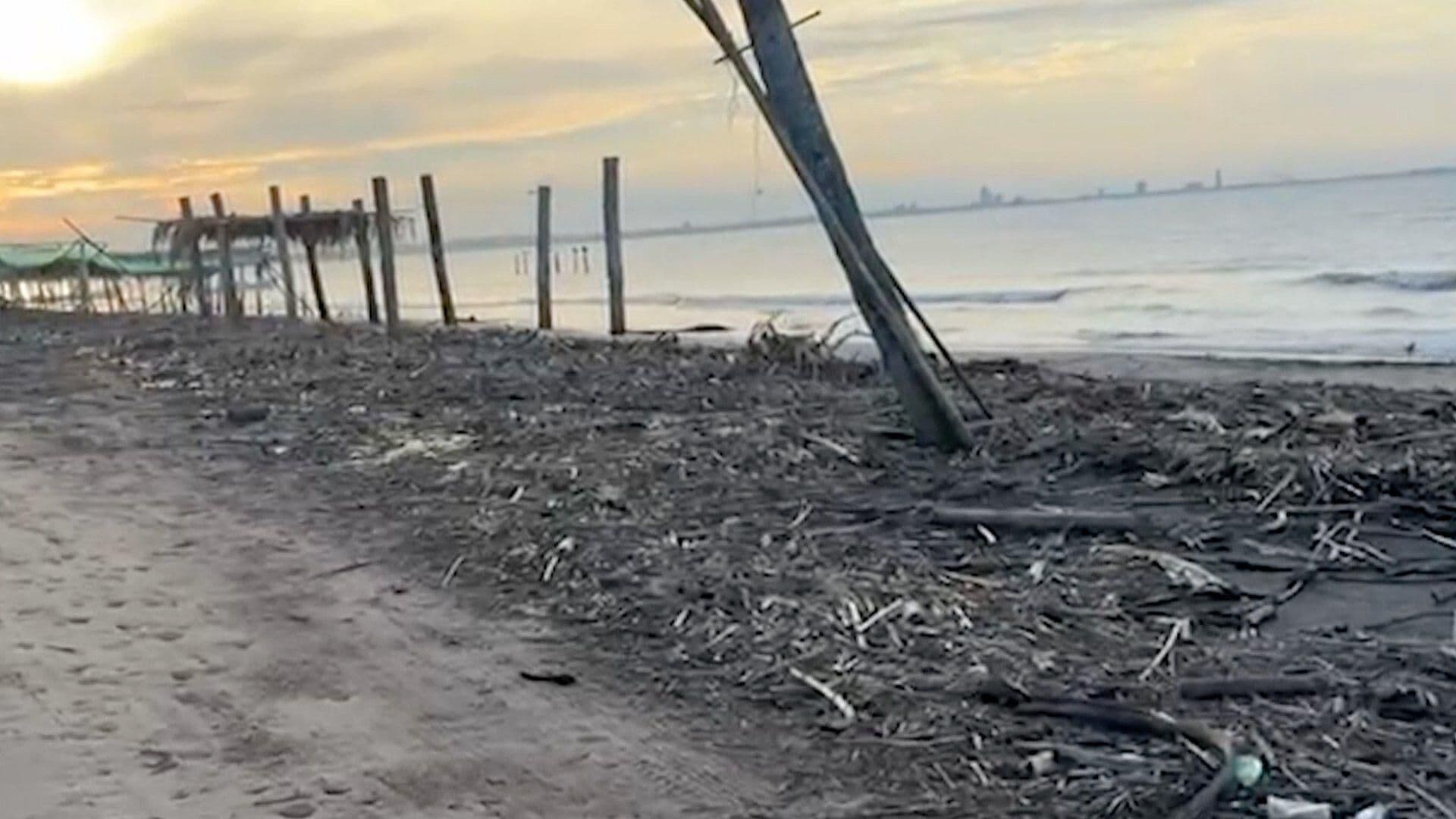Habitantes Reportan Gran Cantidad de Palizada en Playas de Antón Lizardo