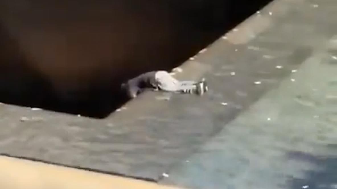 Hombre Salta a Piscina Conmemorativa de Torres Gemelas