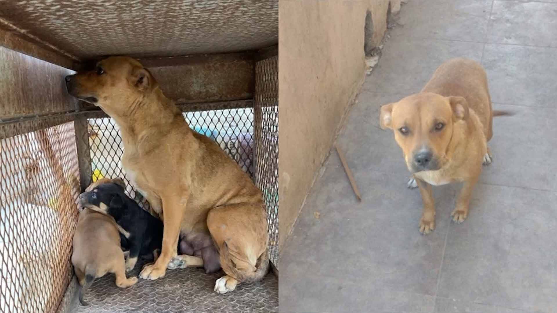 Mujer es Mordida por Perro en Colonia Loma Real de Torreón