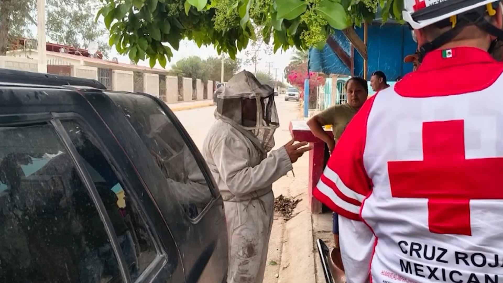 Enjambre de Abejas Ataca a Habitantes en Ejido de Viesca