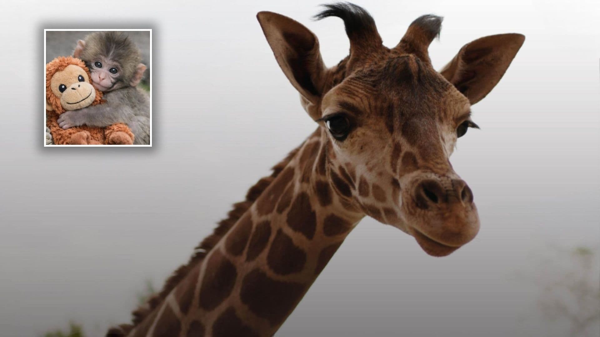 Como ‘Punch’: Nace Jirafa y es Rechazada por su Mamá en Zoológico de San Juan de Aragón en CDMX
