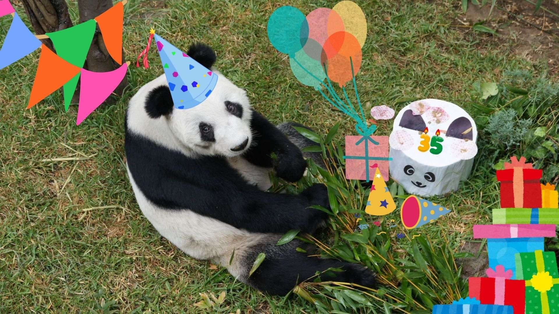 Panda Xin Xin en Chapultepec: ¿A Qué Hora Empieza y Qué Habrá en su Fiesta de Cumpleaños 2025?