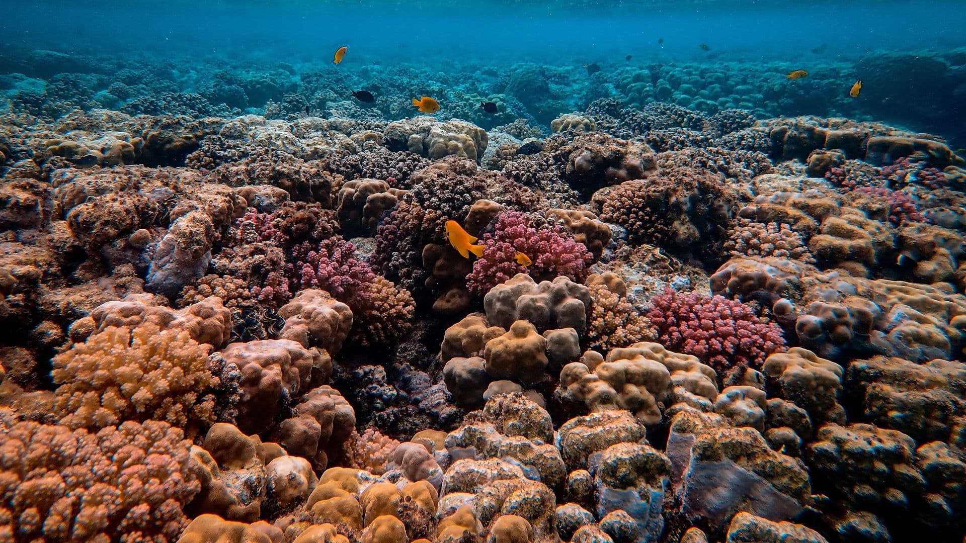 Descubren Arrecife de Coral en Islas Galápagos