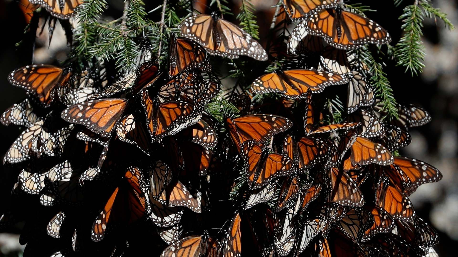 Implementan Sisitema para Monitorear Migración de Mariposa Monarca.