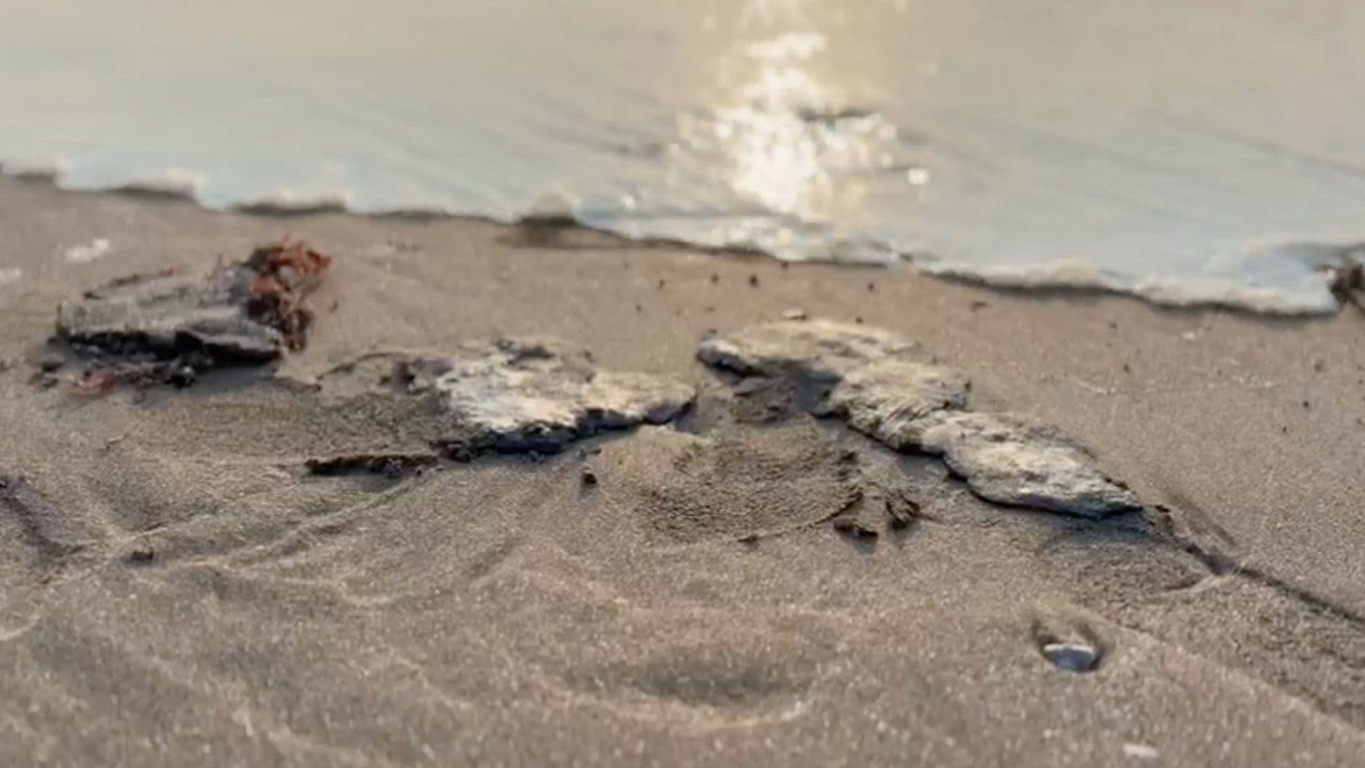 Recalan Residuos de Hidrocarburo en Playa de Chachalacas en Veracruz