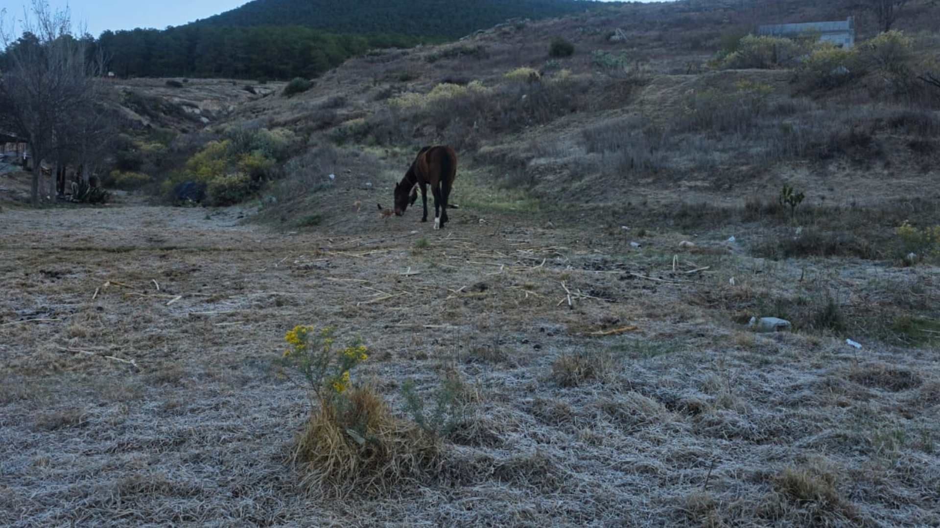 Amanecen con Heladas y Temperatura de 1ºC en Galeana, Nuevo León