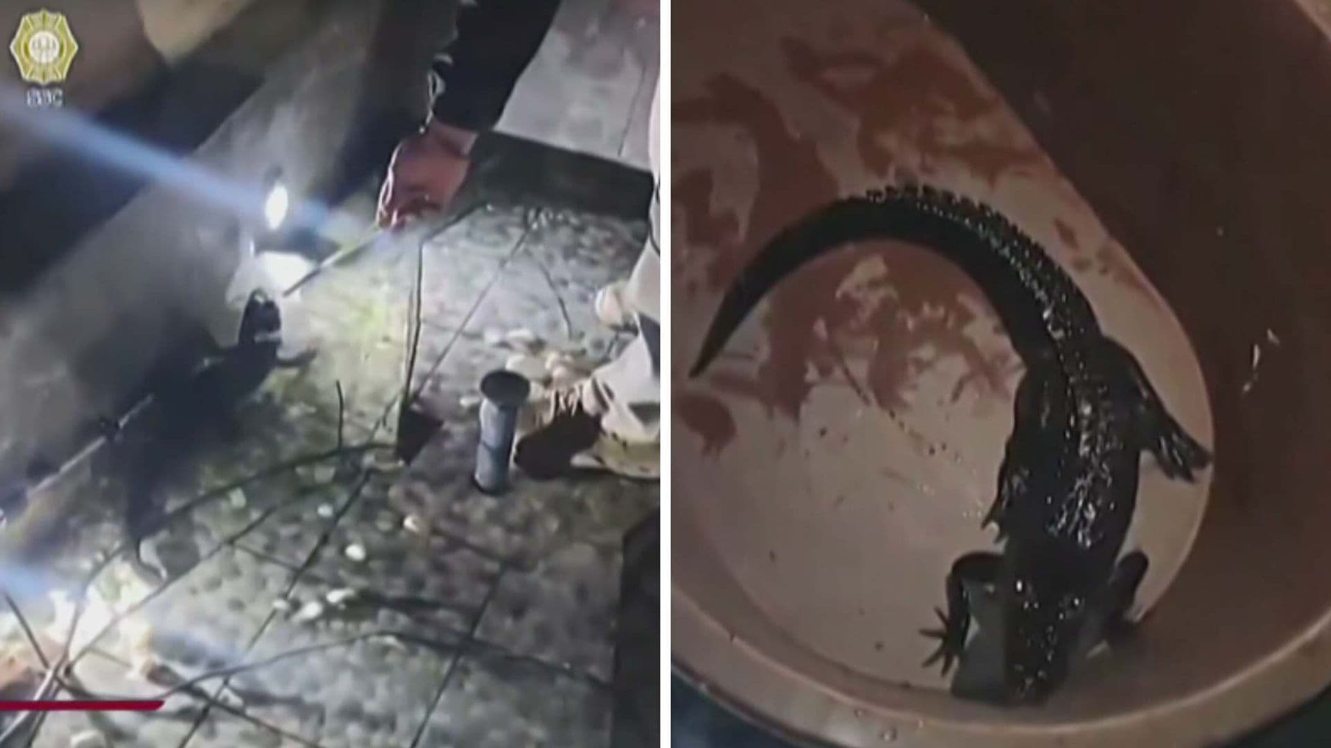 Aseguran Drogas, Cocodrilo, Iguana y Ajolotes en Venustiano Carranza, CDMX