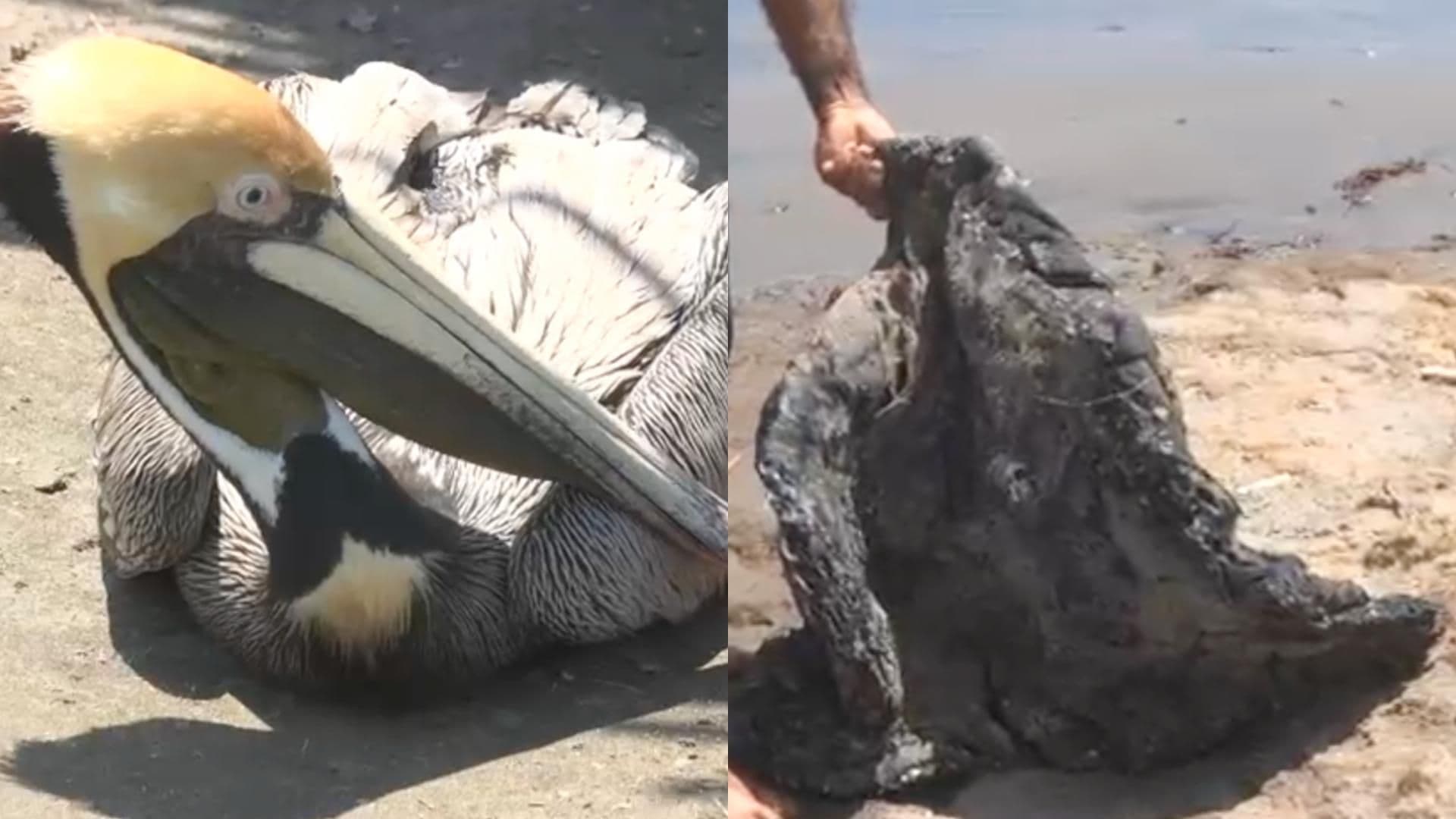 Localizan a un Pelícano con Rastro de Chapopote en Playa Salinas de Alvarado, Veracruz