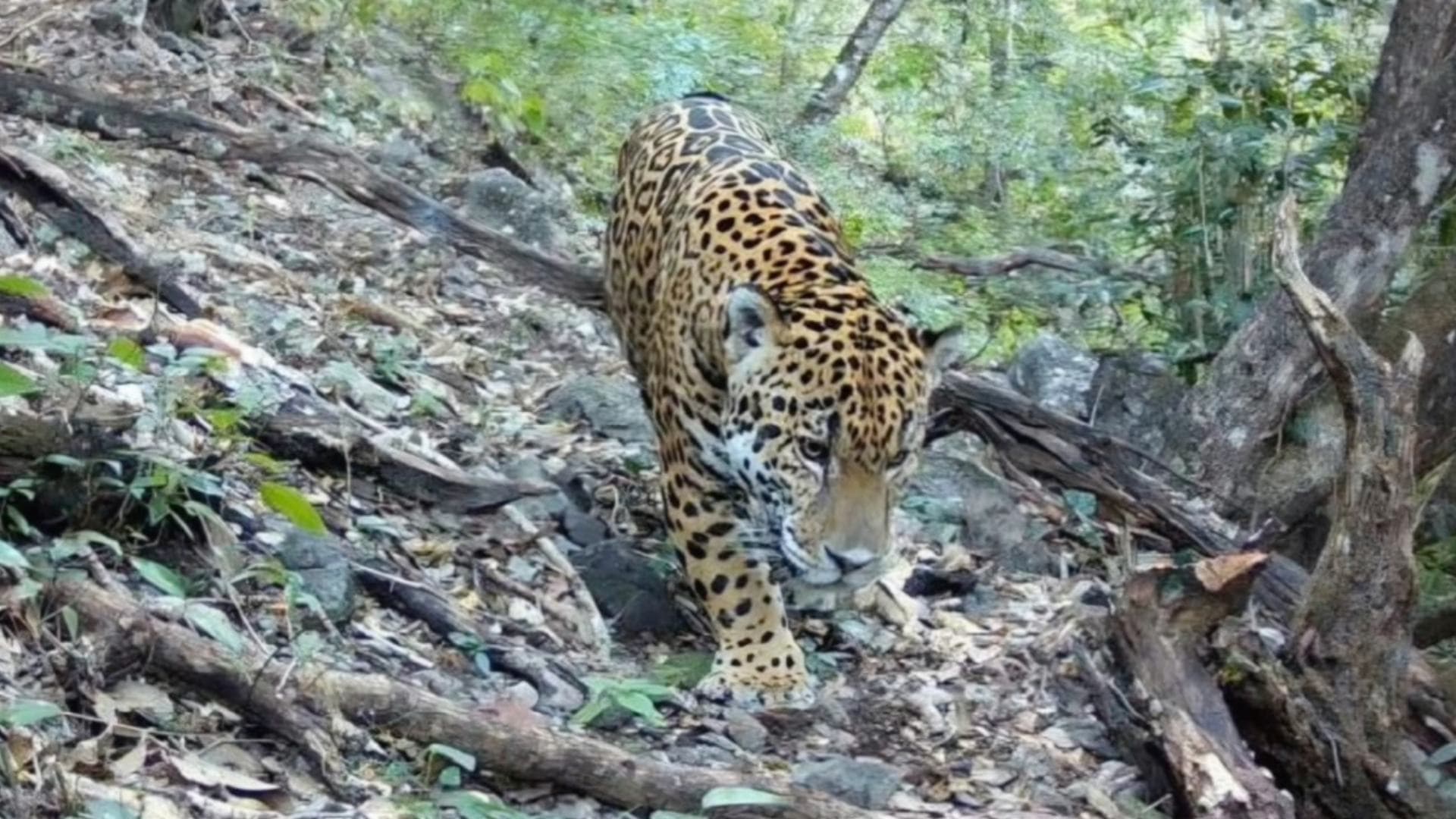 Jaguar es Captado por Primera Vez en la Biosfera de la Sierra Gorda de Guanajuato