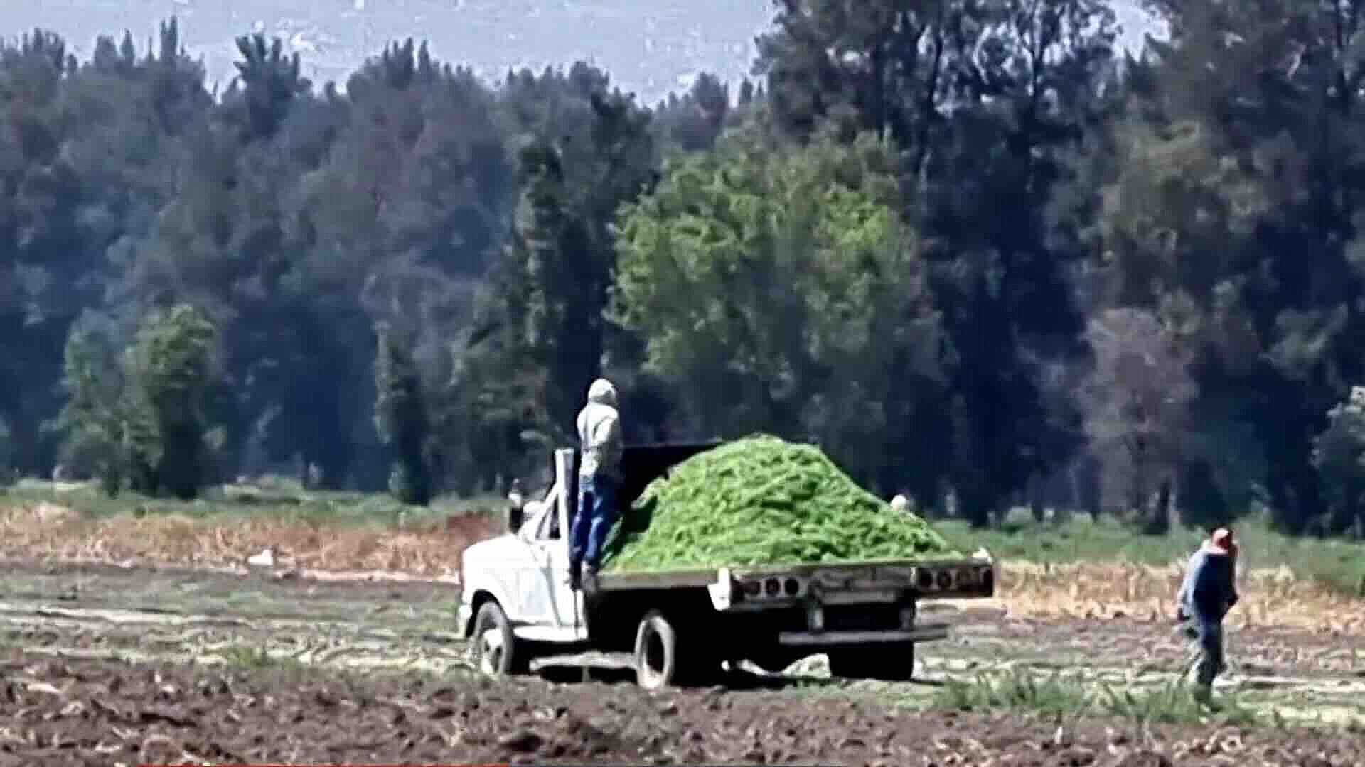 Inicia Cosecha de Romeritos en San Andrés Mixquic en Tláhuac por Cuaresma