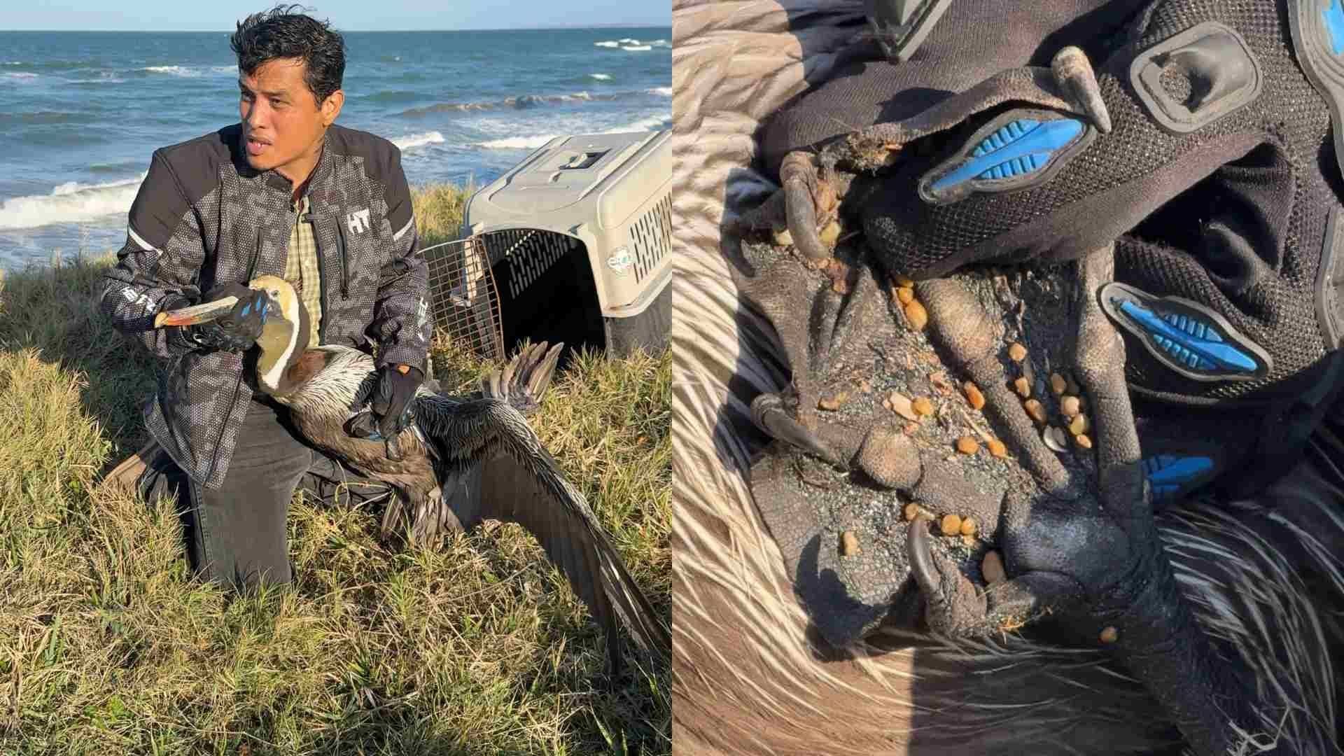 Encuentran Otro Pelícano con Rastros de Hidrocarburo en Playa Salinas de Alvarado, Veracruz