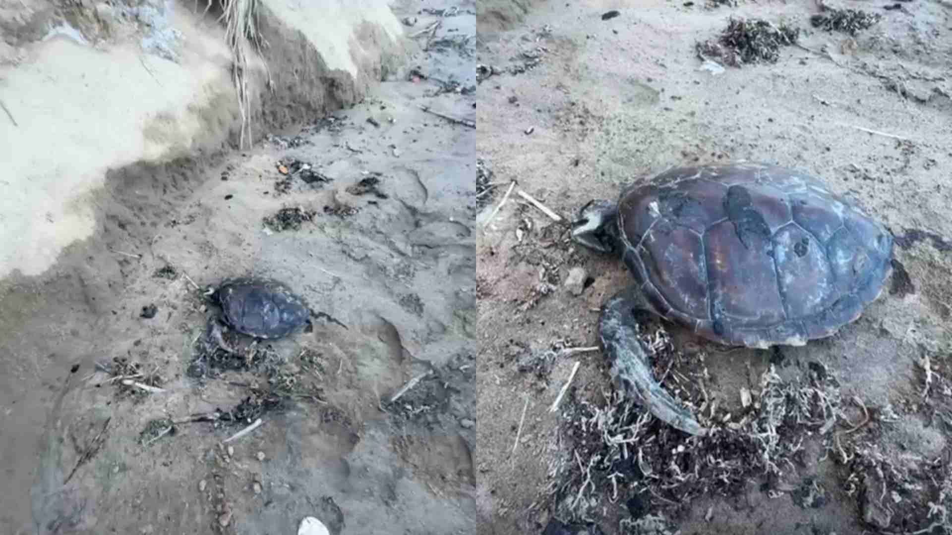Hallan Cría de Tortuga Marina Sin Vida y con Rastros de Crudo en una Playa de Alvarado, Veracruz