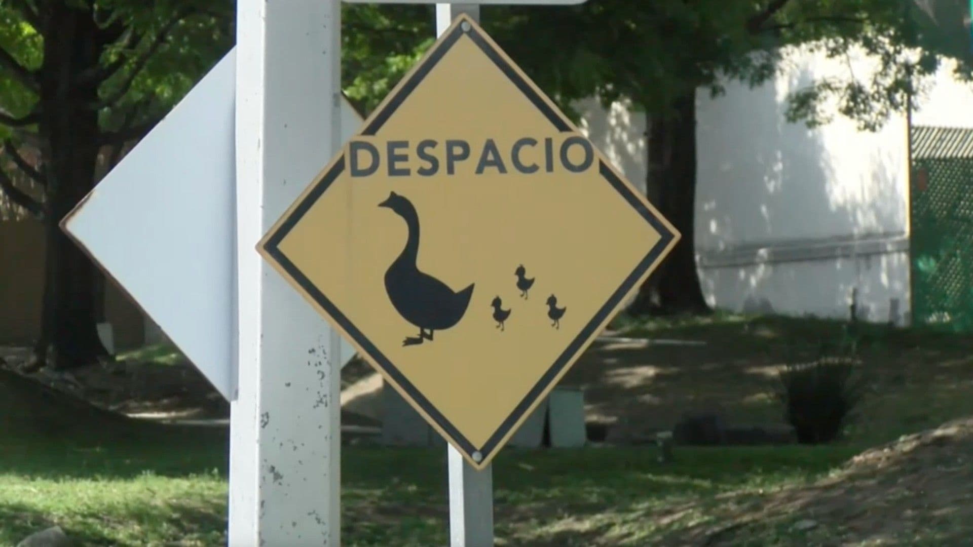 Denuncian Muerte de Patos Presuntamente Atropellados en San Pedro, Nuevo León