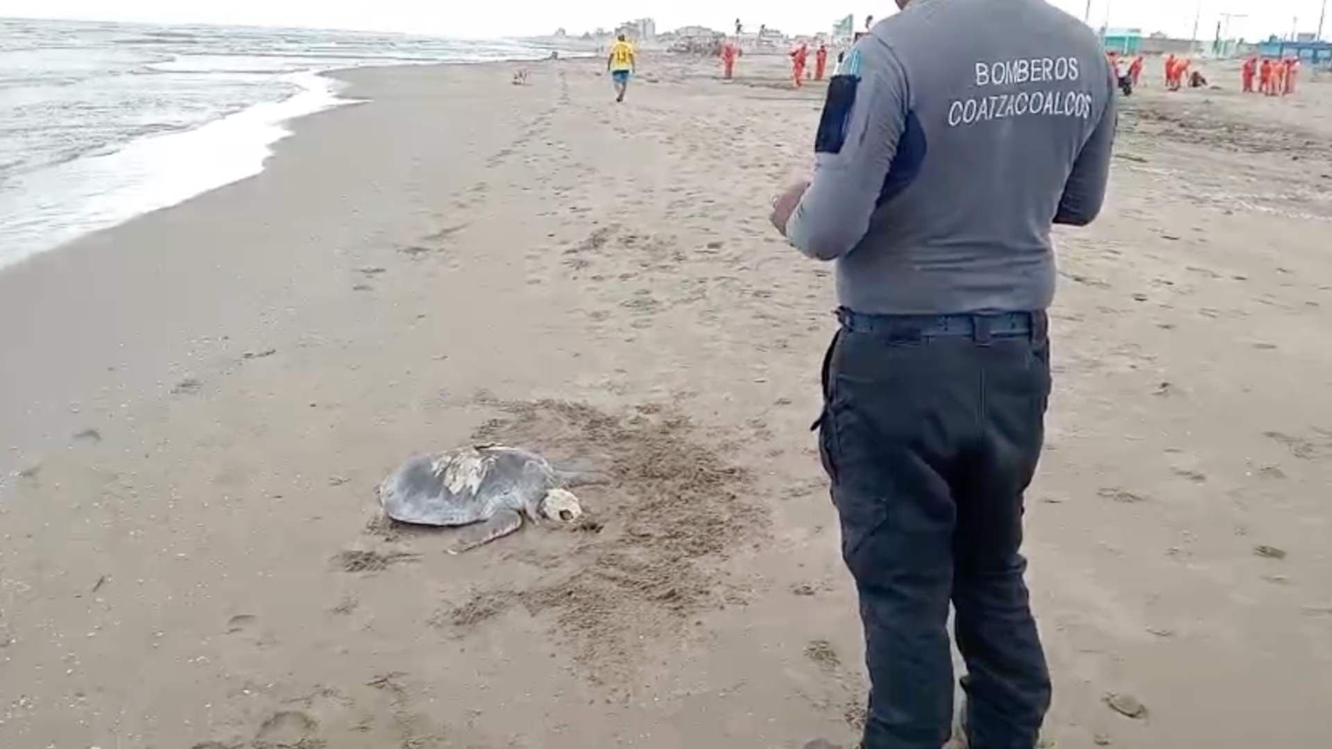 Recala Tortuga Muerta en Playa de Coatzacoalcos al Sur de Veracruz