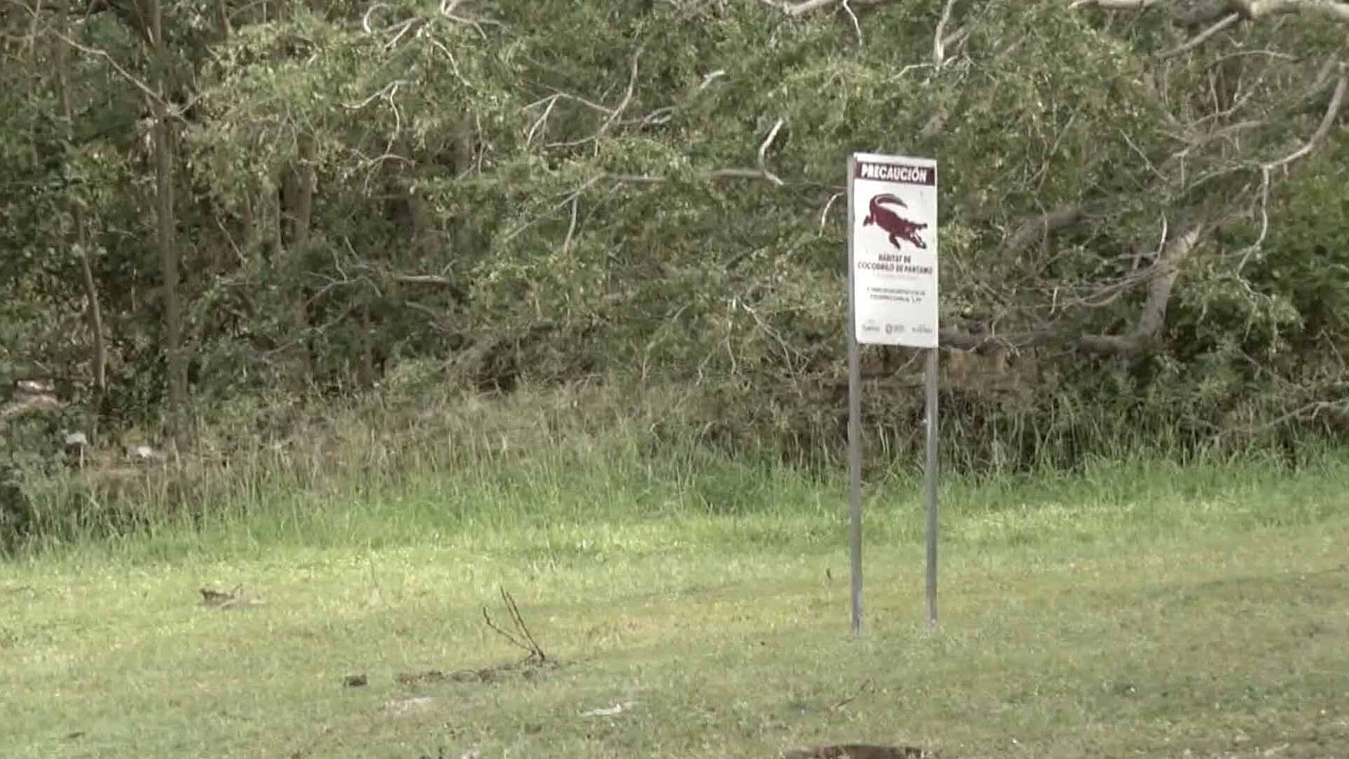 Bomberos de Tampico Capturan a Cocodrilo de Tres Metros en Laguna del Carpintero