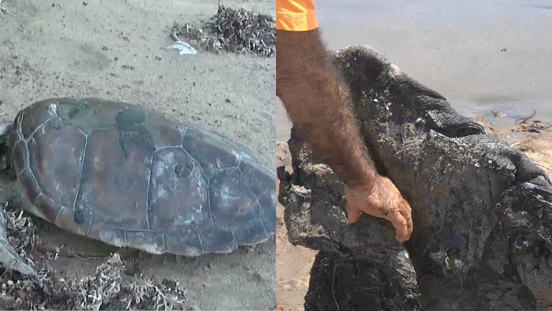 Biólogos de Veracruz Afirman que el Hidrocarburo que Llegó al Mar ya Impactó a la Fauna