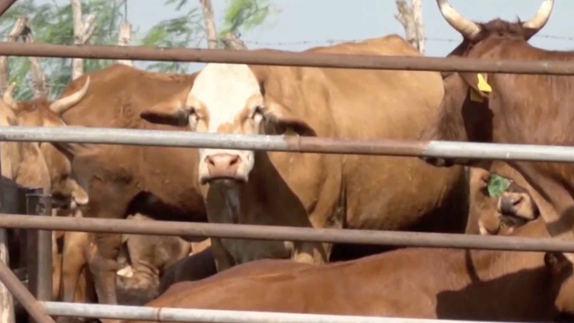 Suben a 40 los Casos Activos de Gusano Barrenador en Tamaulipas; Ocampo Lidera la Incidencia