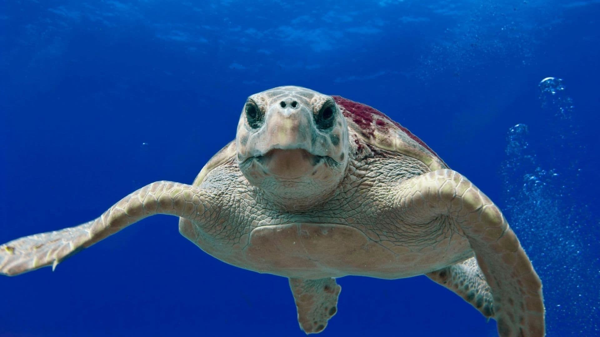 Tortuga Marina es Hallada Muerta en Playa de Boca del Río, Veracruz