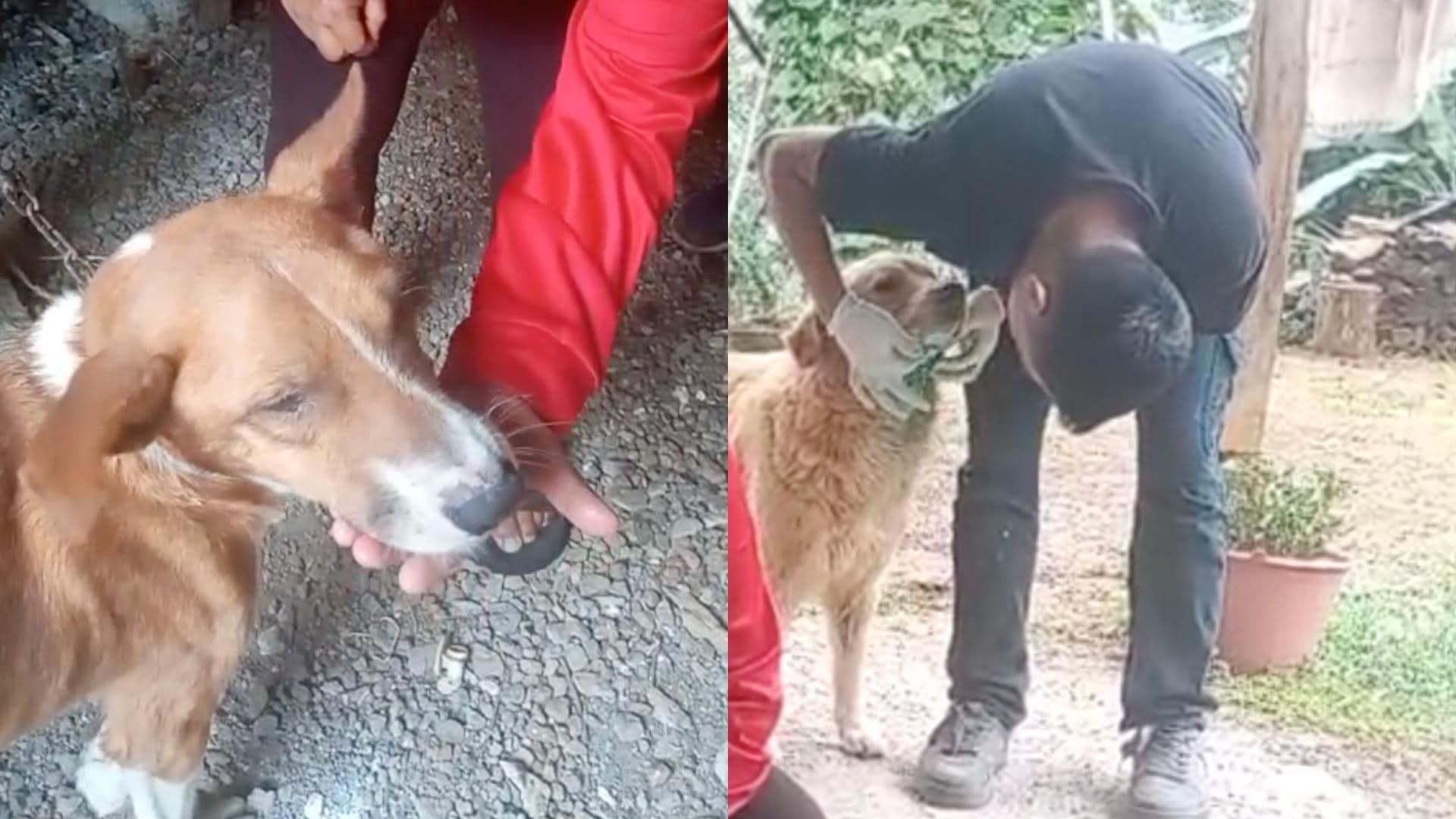 Confirman Casos de Gusano Barrenador en Perros de San Andrés Tenejapan, Veracruz